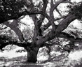 Jack Gescheidt tree spirit project AncientOakJourney