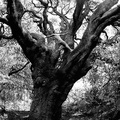 Jack Gescheidt tree spirit project Atlas
