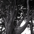 Jack Gescheidt tree spirit project CypressSilvanus