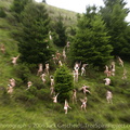 Jack Gescheidt tree spirit project douglas fir dance b