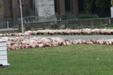 spencer tunick mixed 5