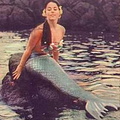 Diane webber Mermaids of Tiburon 2