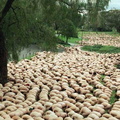 moutons nus