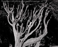 Jack Gescheidt tree spirit project CypressBody2