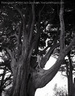 Jack Gescheidt tree spirit project CypressSilvanus