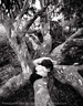 Jack Gescheidt tree spirit project EucalyptusEntwined