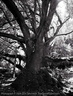 Jack Gescheidt tree spirit project GiantBay4Nymphs