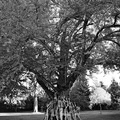 Jack Gescheidt tree spirit project GinkgoHealingCircle