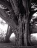 Jack Gescheidt tree spirit project Hercules