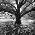 Jack Gescheidt tree spirit project beloved oakb