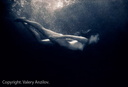 nude under water in black and white 12