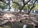 berkeley nude protest 2007 1