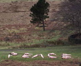 nude against war UK-Derbyshire