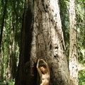 105546404784 dayzea more redwoods