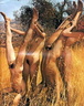 nudists nudism nude nupics 054